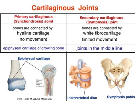 Where Are Cartilaginous Joints Found