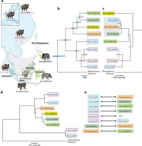 Table 1 from The Evolution of Suidae. | Semantic Scholar