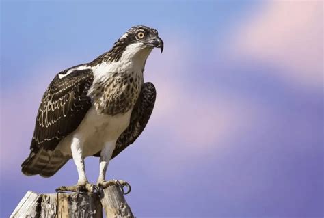 How to Identify an Osprey vs Bald Eagle - Birding Insider