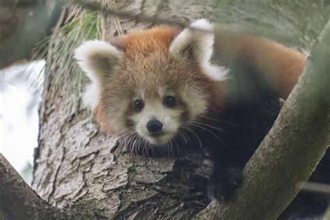 Adorable new pictures of red panda cubs at Paignton Zoo | ITV News West ...