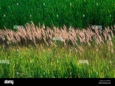 Ornamental Grass Seed Calamagrostis Canadensis Seeds ...