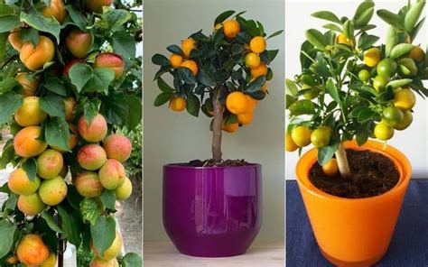 15 Best Indoor Fruit Trees That Will Thrive In Your Living Room