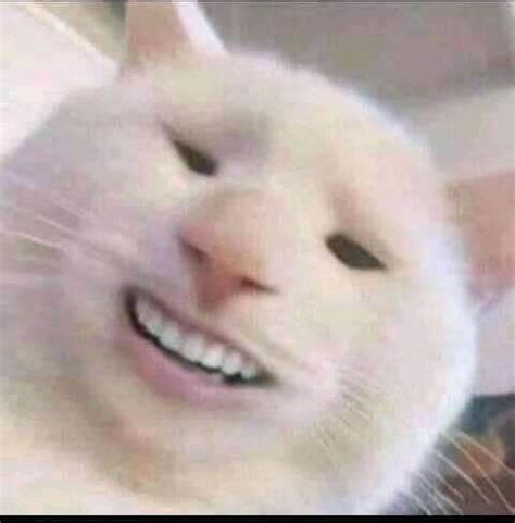 Thanks I hate cat with human teeth : r/TIHI