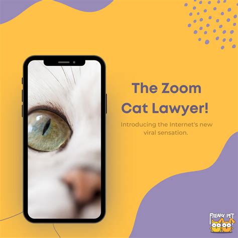 Internet Gold: The Zoom Cat Lawyer - FreakyPet