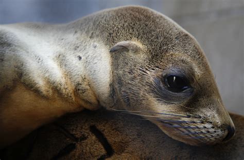 Why are so many sea lion pups starving? Scientists find the answer off ...