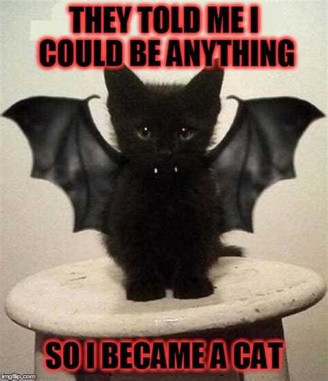 Cat With A Bat Meme