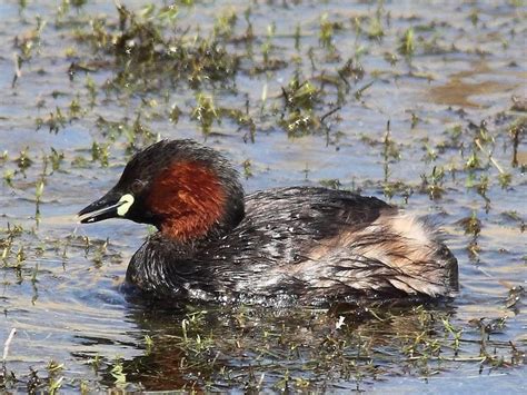 Little Grebe Bird Facts (Tachybaptus ruficollis) | Birdfact