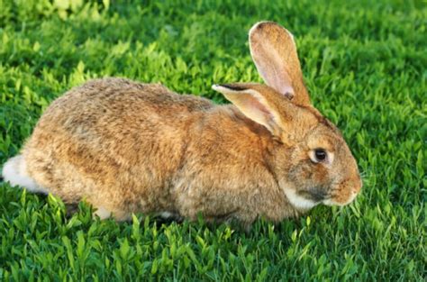 10 Most Popular Rabbit Breeds | PetGuide