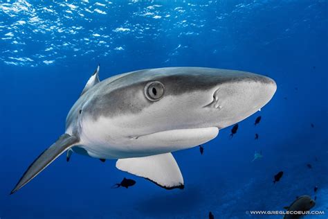 Black tip reef shark (carcharinus melanopterus ) - TOPDIVE