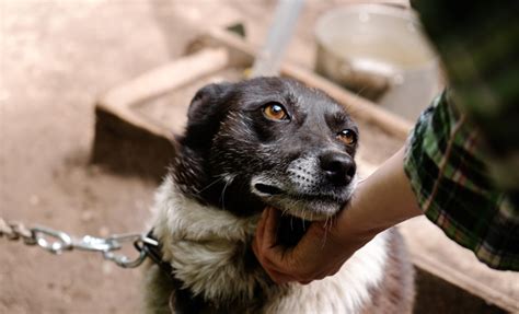 The Dog Meat Trade - Here's How You Can Help | YouAligned.com