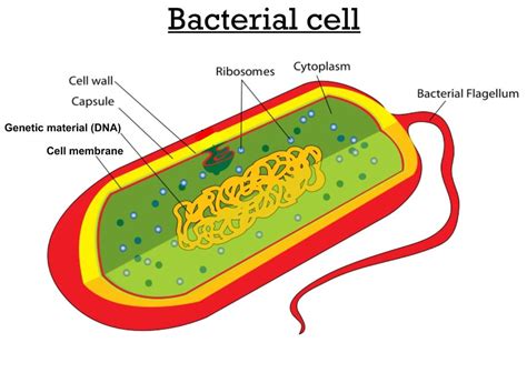 Unicellular organisms - Rumney Marsh Academy Science Revere, Massachusetts