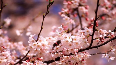 Cherry Blossom Wallpapers - Wallpaper Cave