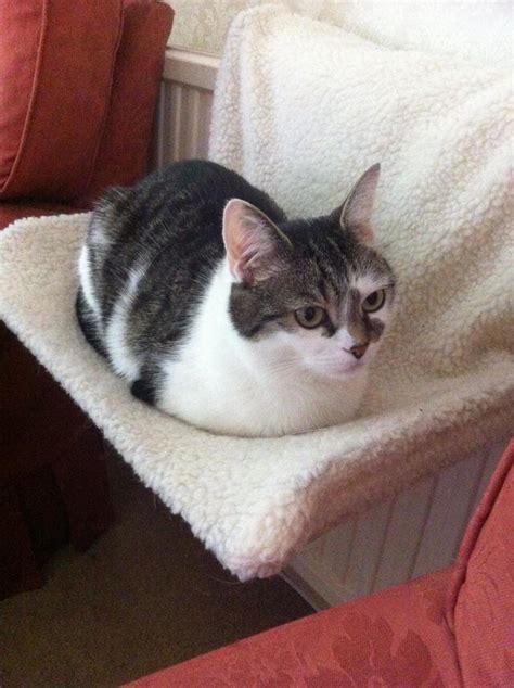 28 Silly Cats Who Have Gone Full Loaf Mode. Supreme Comfort: Engaged ...