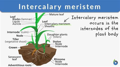 Intercalary meristem - Definition and Examples - Biology Online Dictionary