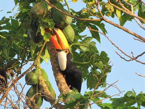 Toco Toucan Facts, Habitat, Diet, Life Cycle, Baby, Pictures