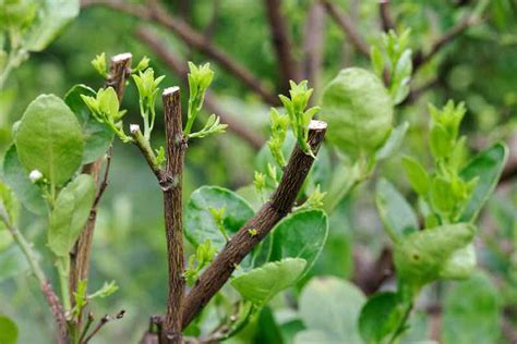 How To Prune A Lemon Tree - Minneopa Orchards