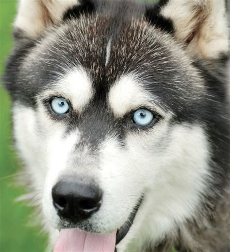 Siberian Husky