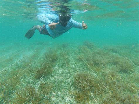 Sustainable Seaweed Farming: Challenges and opportunities in the ...