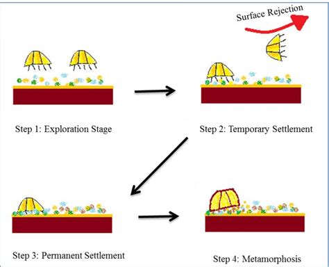 Steps of barnacle establishment | Download Scientific Diagram