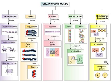 What is Life? Part II: Biomolecules and the Genetic Code | New ...