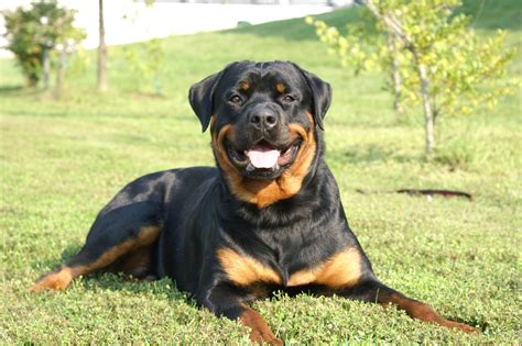 american Rottweiler meme German, american and serbian rottweilers; the ...