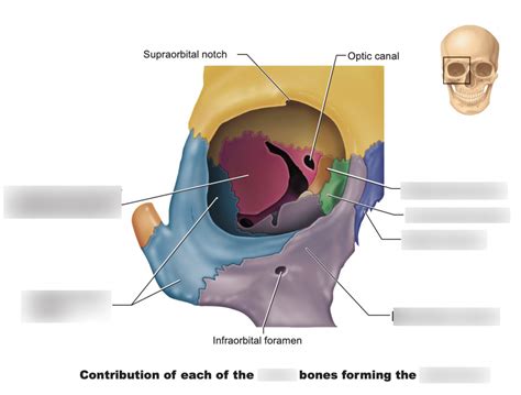 labeling bones: eye socket Diagram | Quizlet