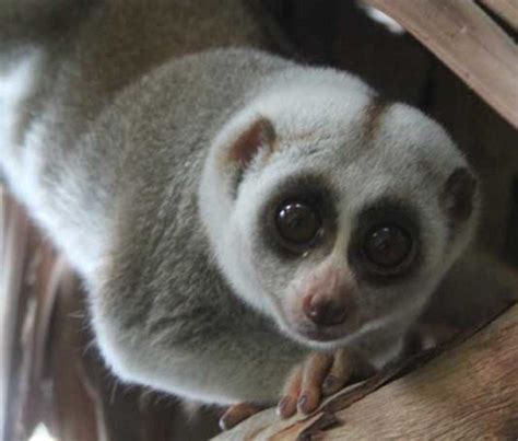 Conservation news on Slow Loris