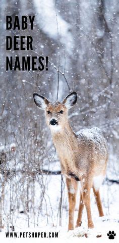 Deer Names