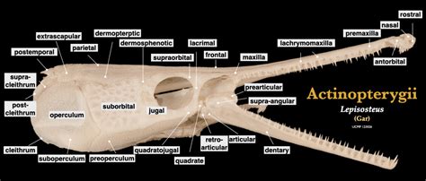 Fish Skulls – Morphology of the Vertebrate Skeleton