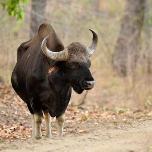 Gaur - Facts, Diet, Habitat & Pictures on Animalia.bio