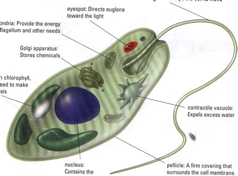 Unicellular Organisms