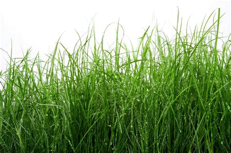 Free photo: Green Tall Grass - Close-up, Color, Field - Free Download ...