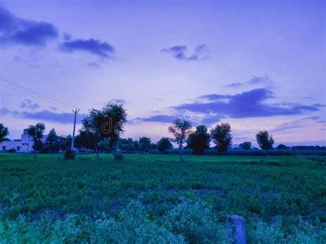 Field with millet crop stock image. Image of harvest - 31206705