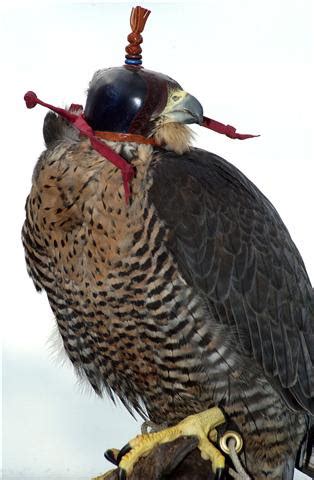 What is Falconry? | Oregon Falconers Association