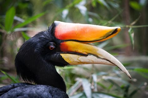 Rhinoceros Hornbill | BirdNote