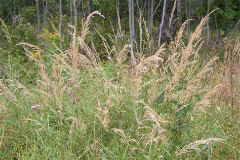 Calamagrostis canadensis – Blue Thumb