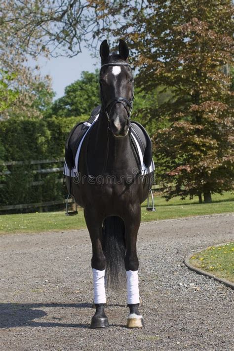 Black dressage horse stock image. Image of jumping, pasture - 19501807