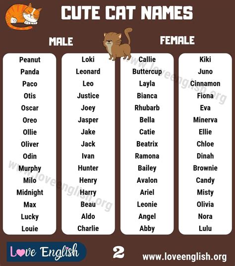 Baby Cat Names Boy