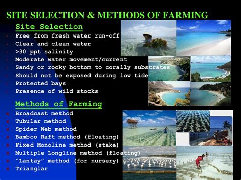 PPT - SEAWEED FARMING PowerPoint Presentation, free download - ID:1159233