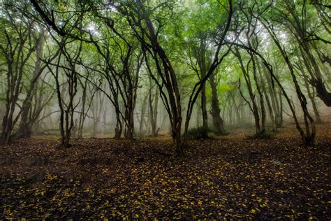 Iran seeking UNESCO inscription for Hyrcanian Forest - Tehran Times