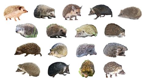 Meet the Hedgehog Species: A Guide to Different Hedgehog Varietie