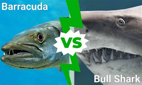 Discover Who Emerges Victorious In a Barracuda vs Bull Shark Battle - A ...