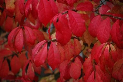 Native shrubs for fall color - CSMonitor.com