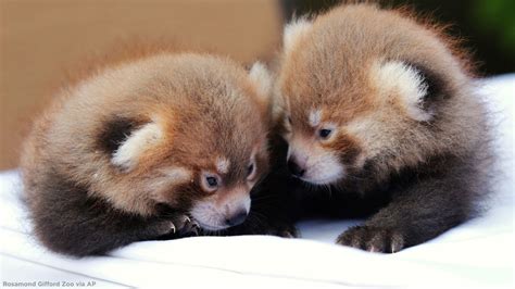 Rosamond Gifford Zoo announces welcomes twin red panda cubs - ABC13 Houston