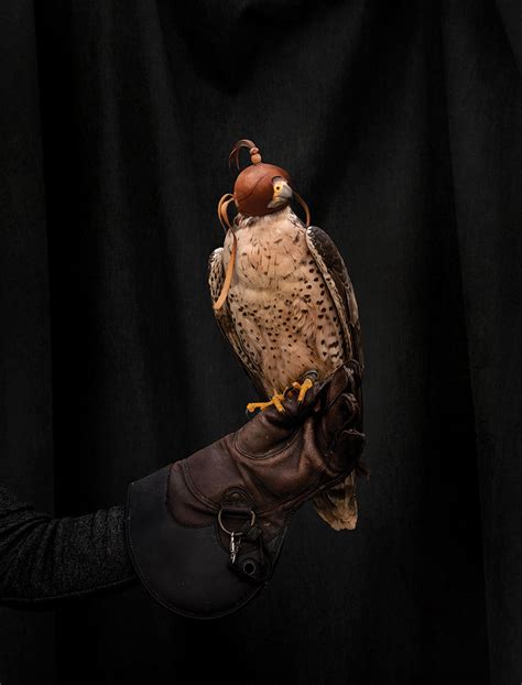 Falconry | PhotoPolitic