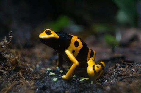 Poison Dart Frog | Animals | Discover | Blue Planet Aquarium