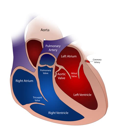 Wearable Afib Monitor, Detect Irregular Heartbeat - CardiacSense