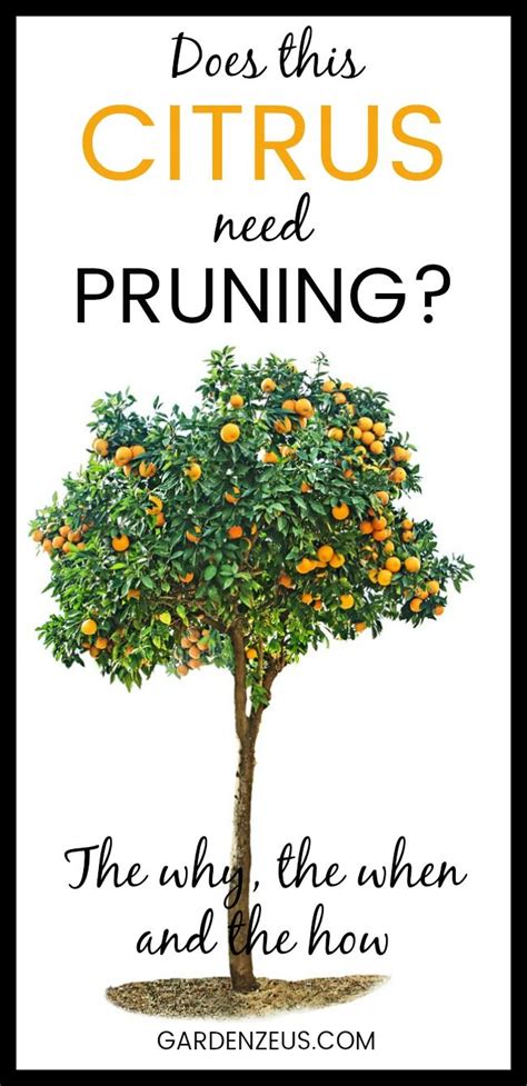 an orange tree with the words does this citrus need pruning? on it