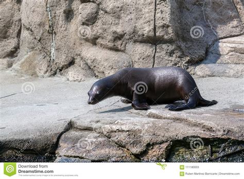 California Sea Lion Habitat