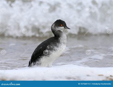 Black-necked Grebe in Winter Plumage Stands on the Seashore Stock Image ...